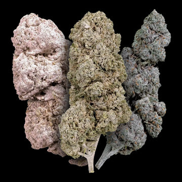 weedshop starterpack trio buds thca