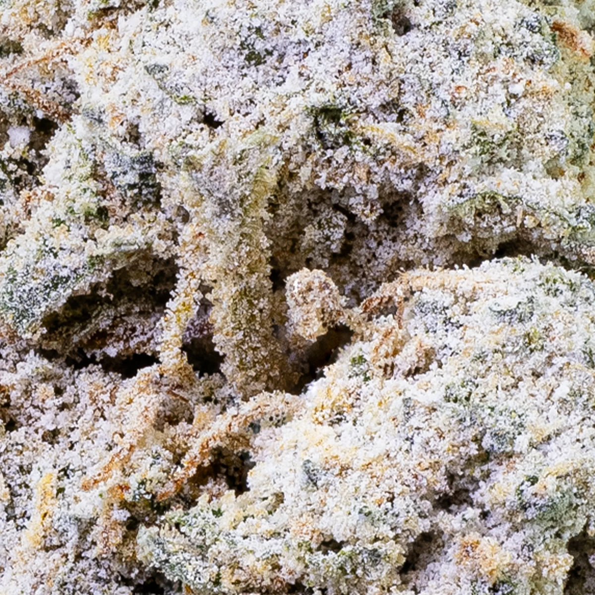Frostet Kinky Kush THCA topskud med kompakt struktur
