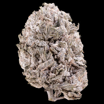 Apple Fritter 24% THCA indoor hydroponic cannabis flower with heavy trichome coverage