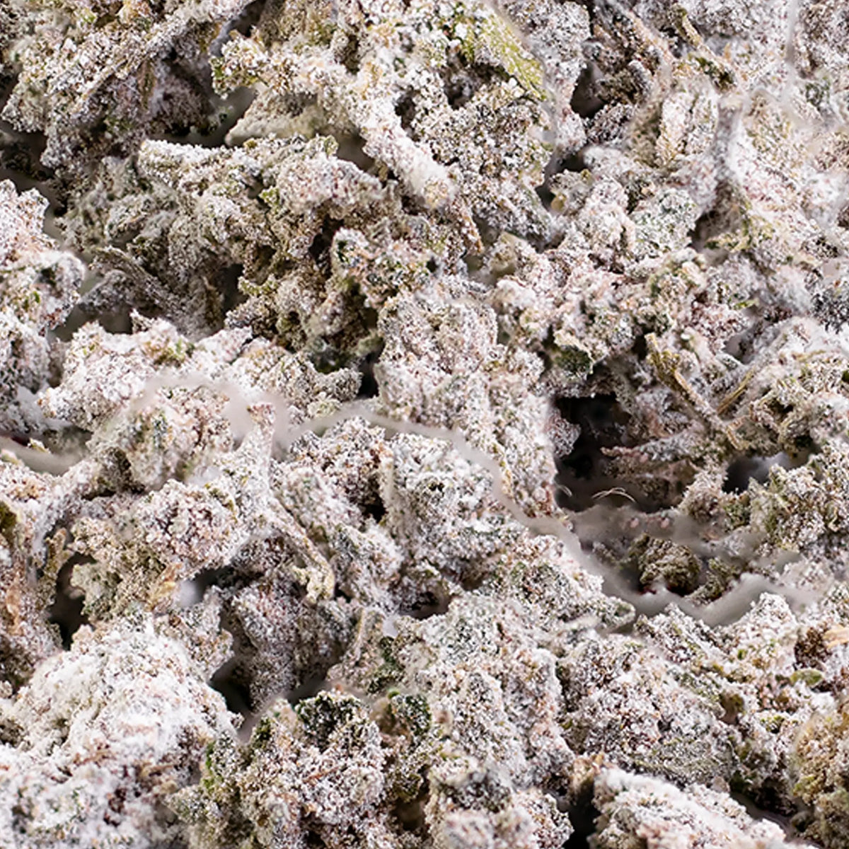 Close-up of Bruce Banner THCA popcorn flower showing compact resin-rich texture