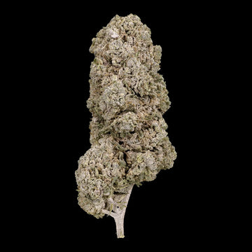 Copenhagen Kush 23% THCA indoor flower with dense trichome coverage