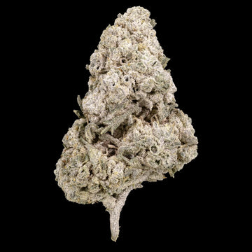 Kinky Kush 25% THCA indoor flower with dense frosted trichome coverage