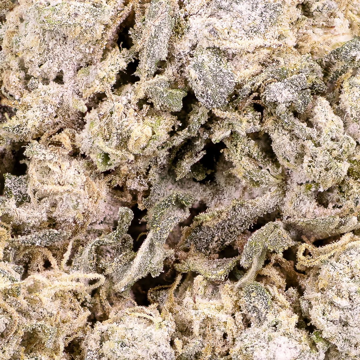 Close-up of Tsunami THCA bud showing dense trichomes and compact structure